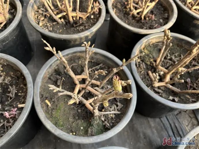 催花牡丹數(shù)量持續(xù)攀升，今年菏澤催花牡丹將突破60萬盆！
