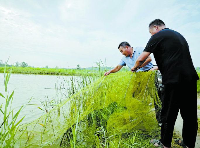 水中“撈金”，黃河故道對蝦上市