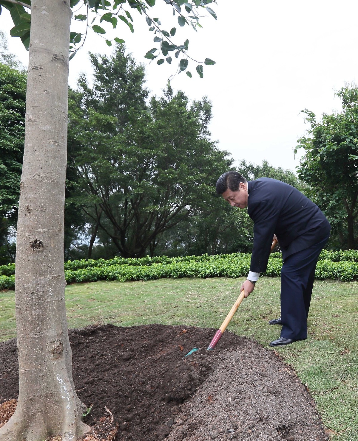 2012年12月8日，習(xí)近平在深圳蓮花山公園種下一棵高山榕樹。
