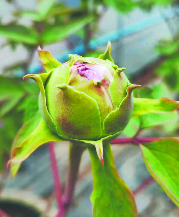 相約牡丹之都 共赴“賽花盛宴”