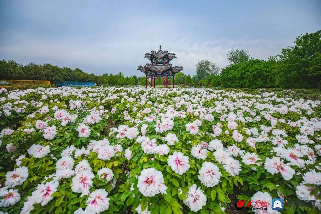 50張照片見證菏澤2023！