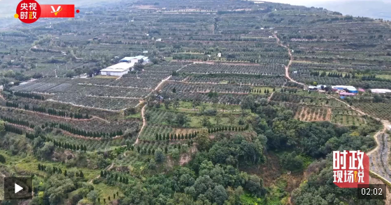 時(shí)政現(xiàn)場說丨打造“致富果” 讓老百姓的日子紅紅火火