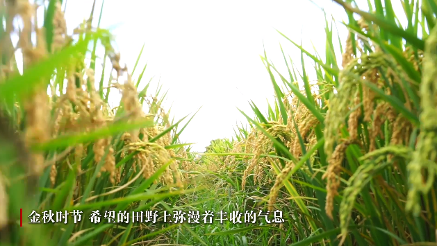 學(xué)習(xí)·知行｜田間地頭話農(nóng)耕 習(xí)近平心系“中國(guó)飯碗”