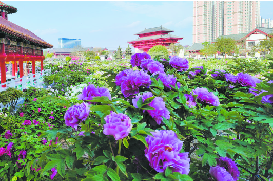 菏澤牡丹預(yù)計(jì)4月8日進(jìn)入觀賞期