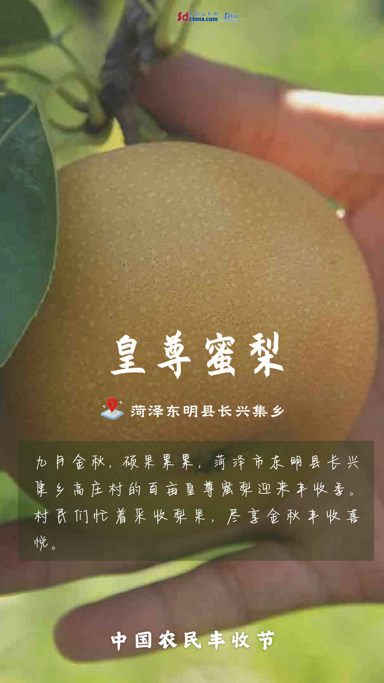 打開(kāi)App 豐收那么美！一起領(lǐng)略菏澤好“豐”景