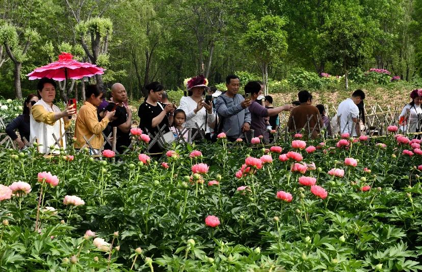 “五一”假期期間，菏澤將現(xiàn)芍藥“花?！?！
