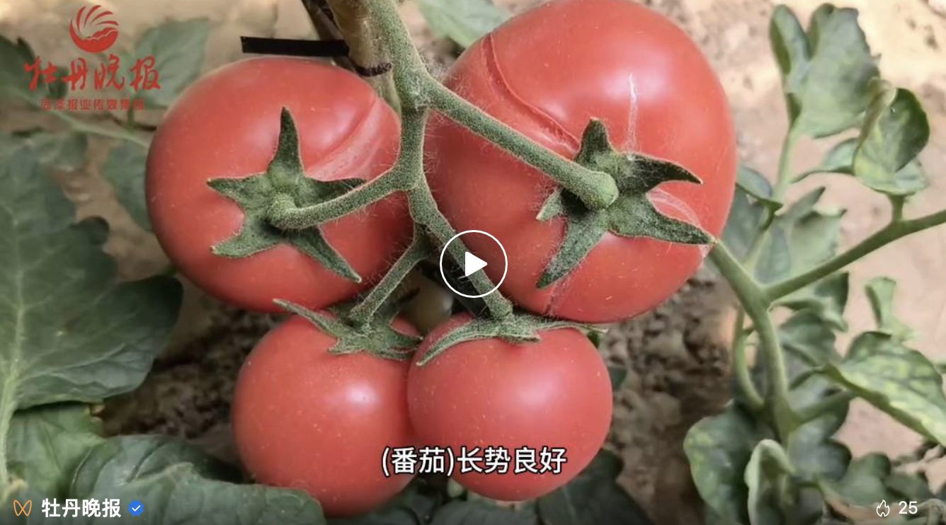這就是山東·菏澤 | 3100棵“太空番茄”結(jié)出累累碩果！