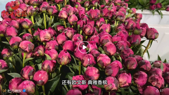 不止有牡丹，菏澤芍藥等不及要接棒啦！