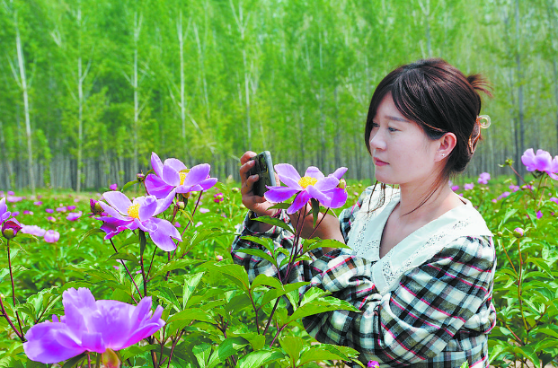 大田芍藥綻放華彩