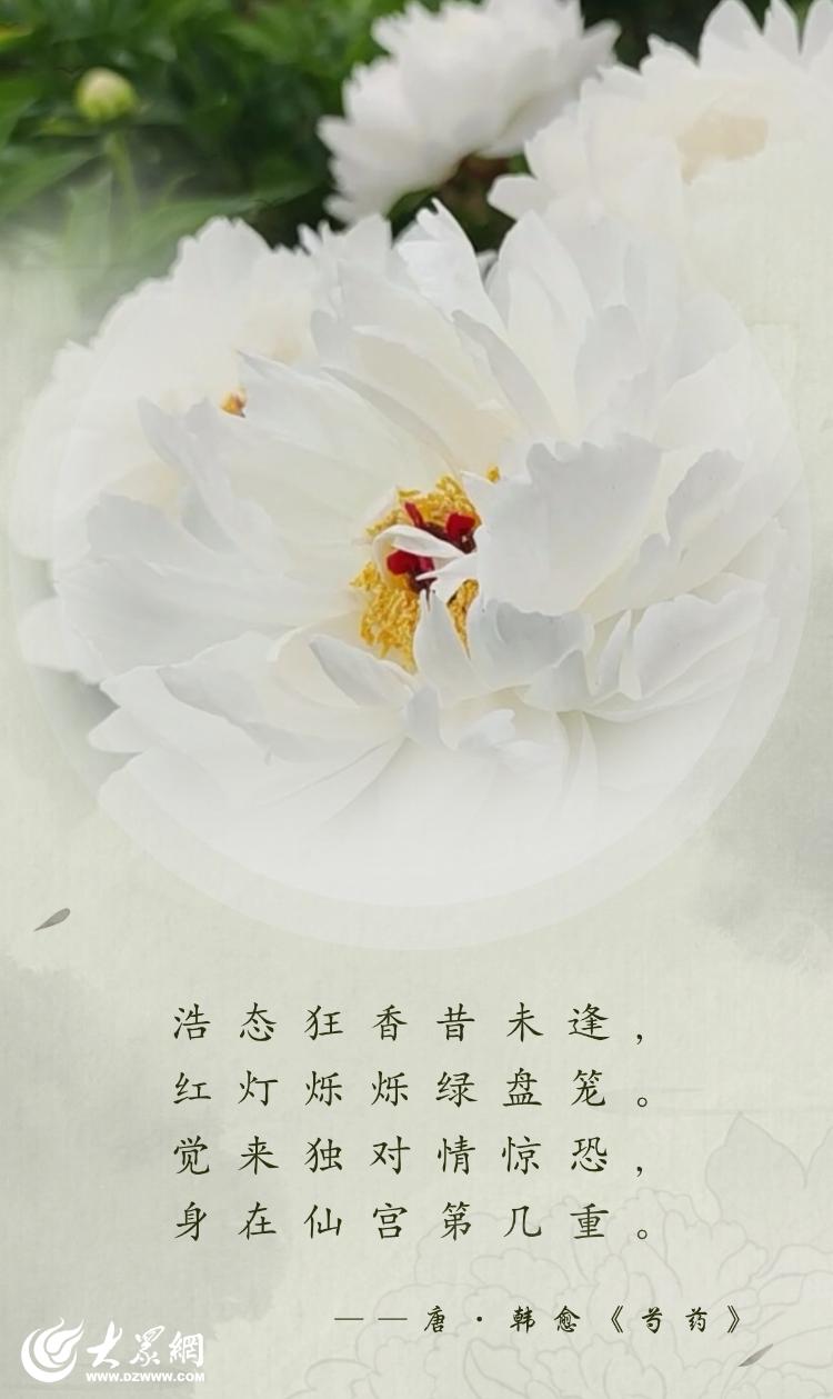 芍藥花開(kāi) “五一”來(lái)菏澤賞初夏勝景