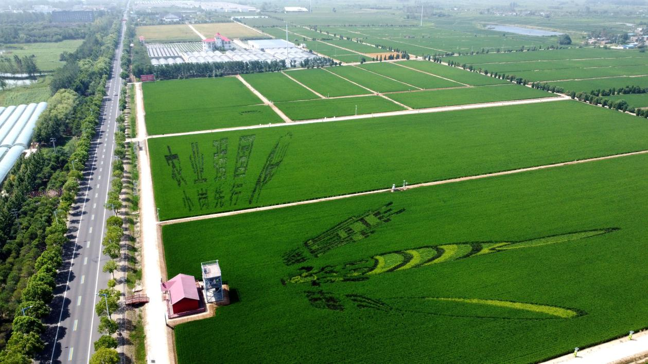 俯瞰小崗村高標(biāo)準(zhǔn)農(nóng)田。鳳陽(yáng)縣委宣傳部供圖