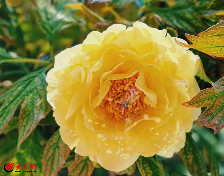 菏澤牡丹進入晚花期，芍藥即將登場