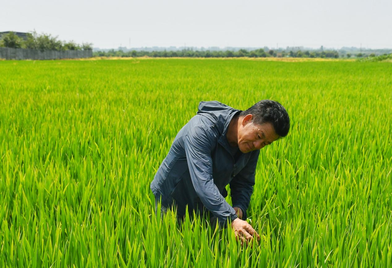 程夕兵在農(nóng)田里檢查水稻種植情況。人民網(wǎng)記者 周坤 攝