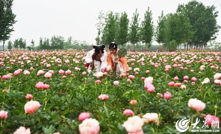 從“花王”到“花相” 菏澤芍藥拿起“寵粉”接力棒