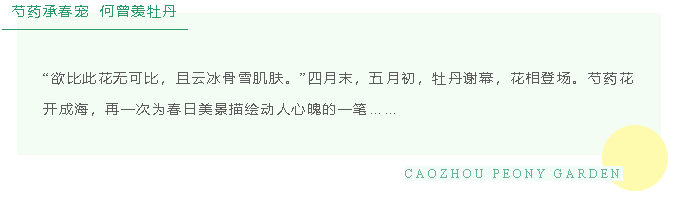 @全體菏澤人，曹州牡丹園開始寵自家人了