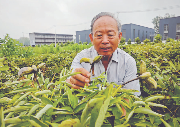 菏澤牡丹專家獲梁希林業(yè)科技獎
