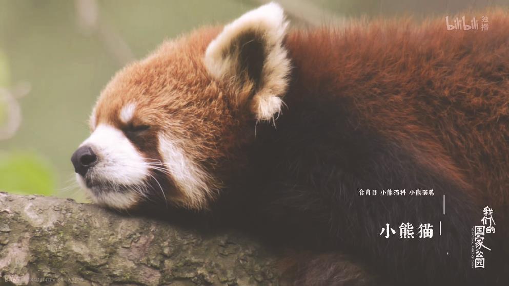 《我們的國家公園》：用鏡頭尋找人與自然的“焊點”