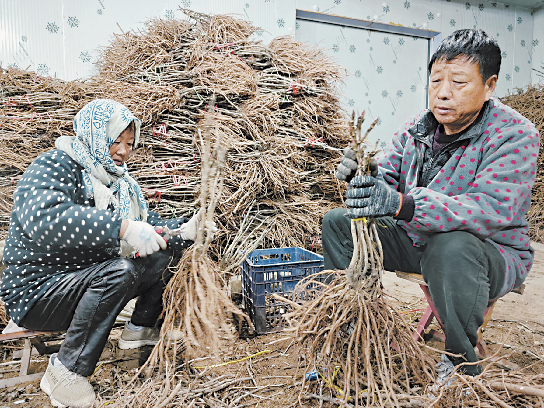 菏澤催花牡丹月底下廣“爭春”