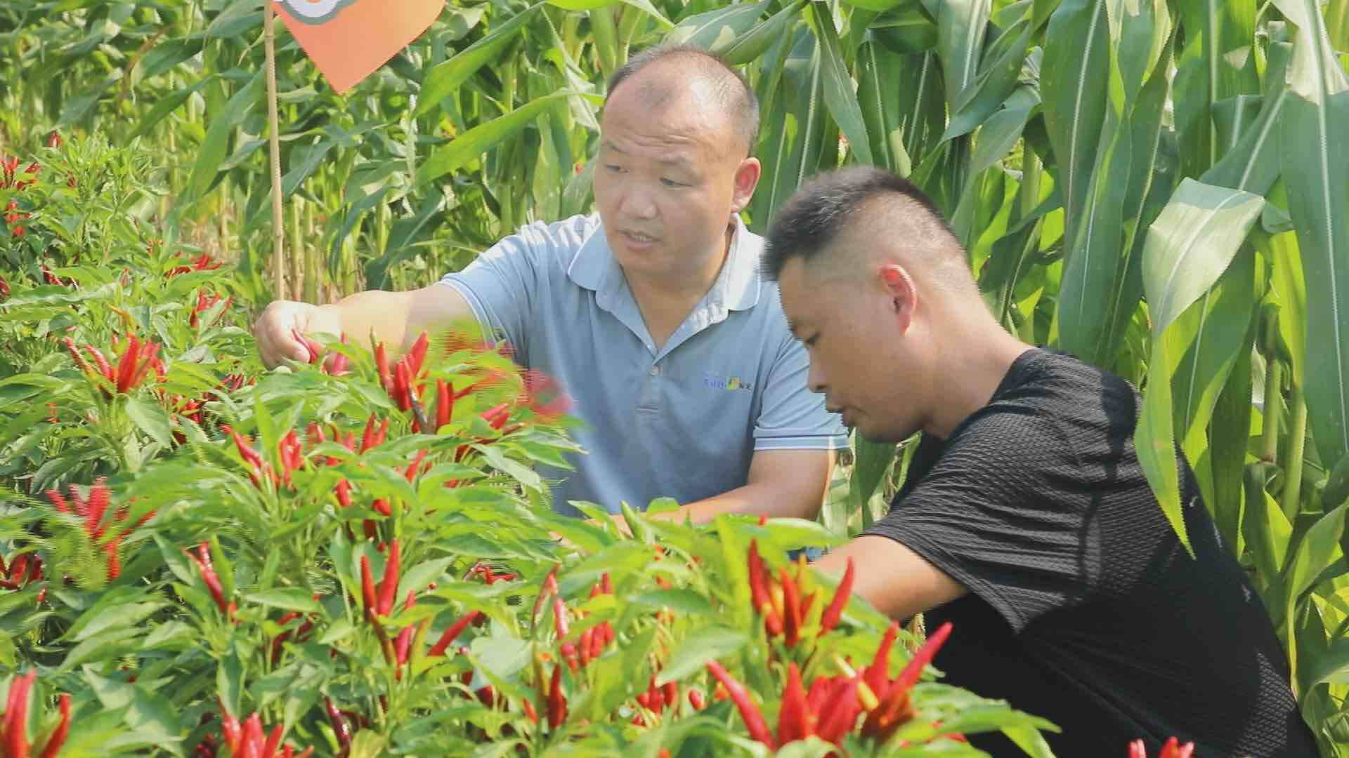 創(chuàng)新種植模式，實(shí)現(xiàn)“間作套種”