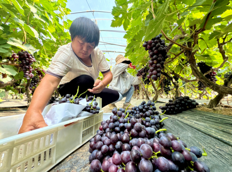 小葡萄“串”起村民致富鏈