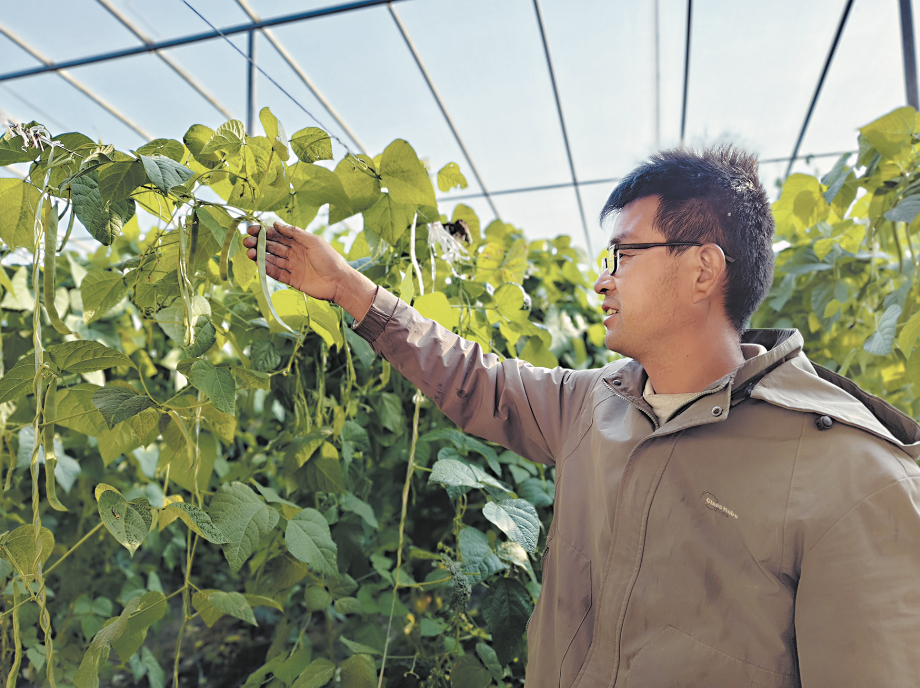 大棚蕓豆喜獲豐收