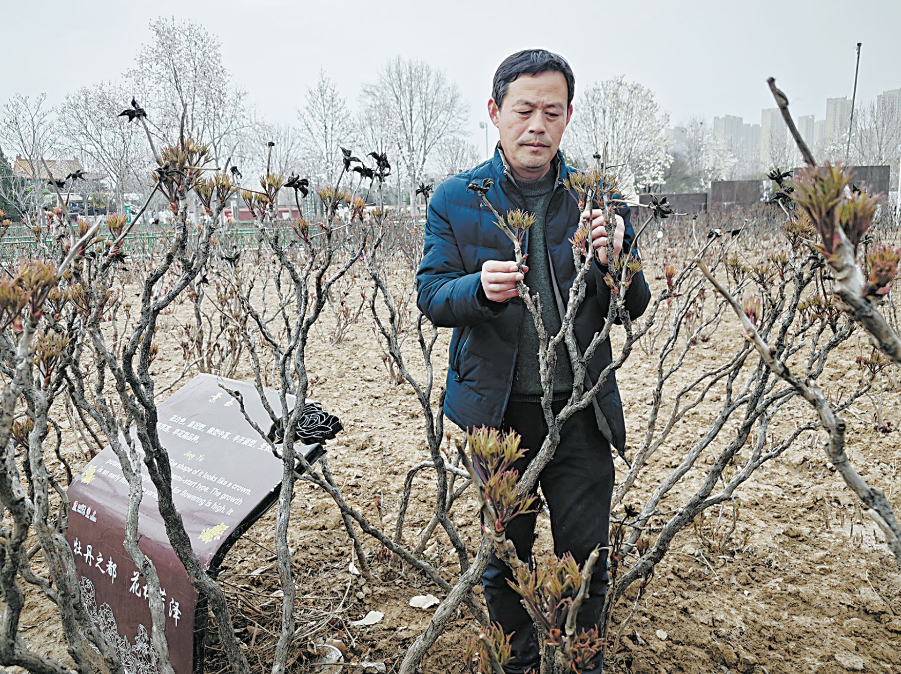 韻承千年國色綻放盛世繁花