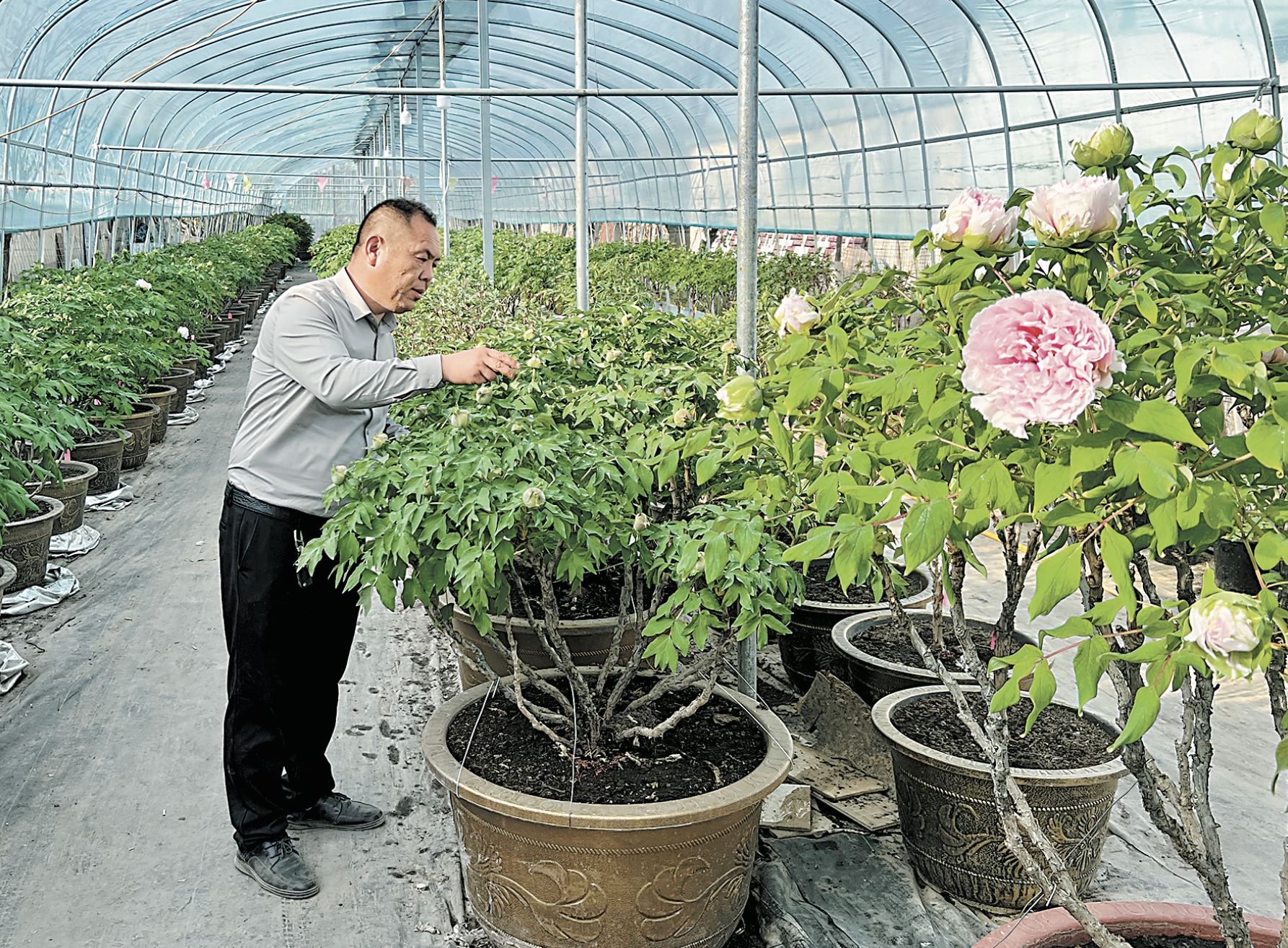 全國(guó)“花王”下周在菏同臺(tái)競(jìng)艷