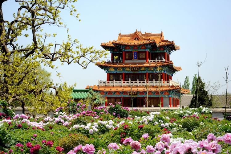 將“寵粉”進(jìn)行到底！請(qǐng)到菏澤賞牡丹